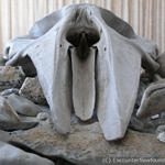 Minke whale skeleton in Bird Cove, NL