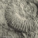 Fossils at Table Point are 450 million years old